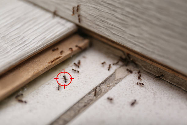 Flea Control Services in K I Sawyer, MI