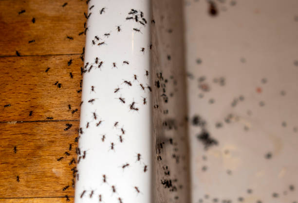 Best Pest Removal Services  in K I Sawyer, MI