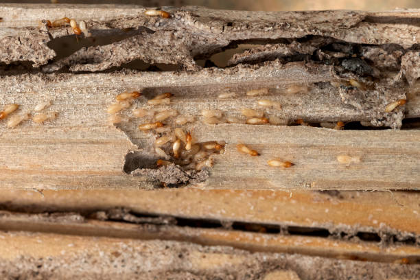 Best Pest Control Near Me  in K I Sawyer, MI